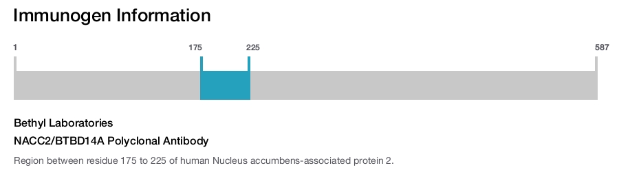 NACC2/BTBD14A Polyclonal Antibody
