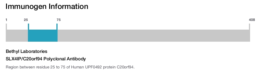 SLX4IP/C20orf94 Polyclonal Antibody