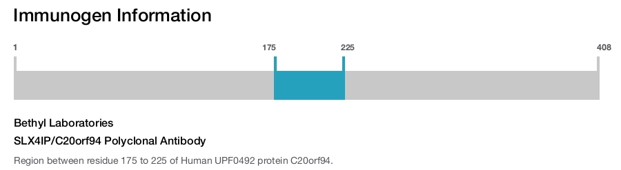 SLX4IP/C20orf94 Polyclonal Antibody