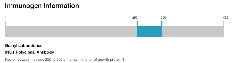 ING1 Polyclonal Antibody