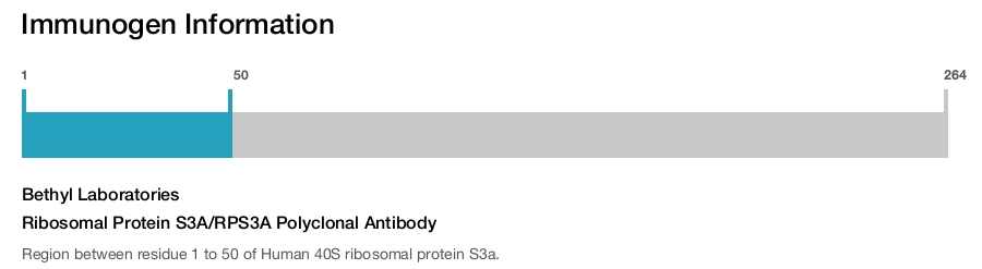 Ribosomal Protein S3A/RPS3A Polyclonal Antibody