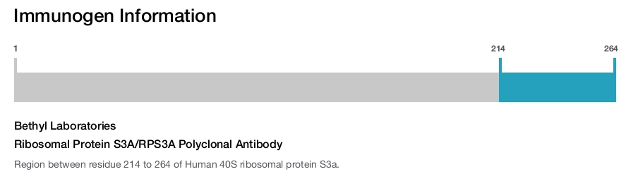 Ribosomal Protein S3A/RPS3A Polyclonal Antibody