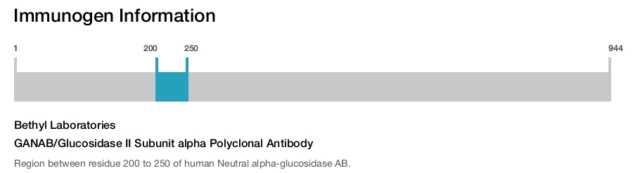 GANAB/Glucosidase II Subunit alpha Polyclonal Antibody