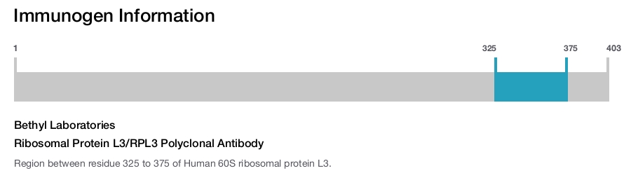 Ribosomal Protein L3/RPL3 Polyclonal Antibody