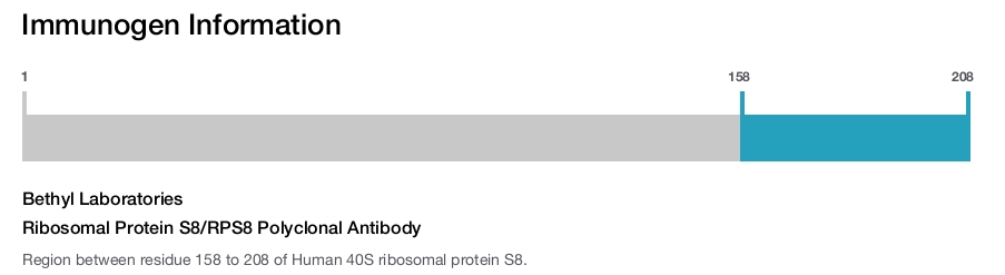 Ribosomal Protein S8/RPS8 Polyclonal Antibody