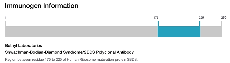 Shwachman-Bodian-Diamond Syndrome/SBDS Polyclonal Antibody