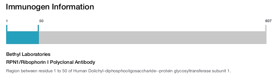 RPN1/Ribophorin I Polyclonal Antibody
