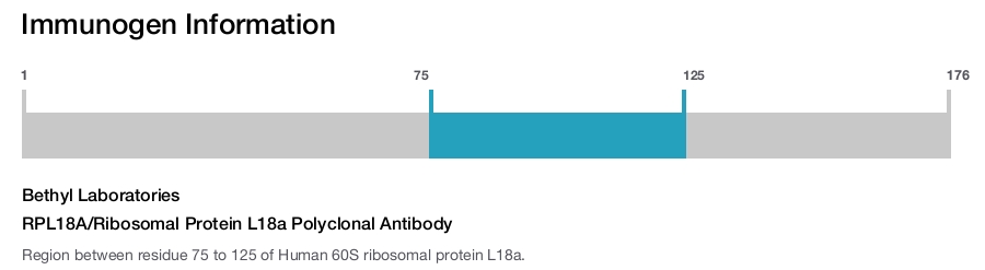 RPL18A/Ribosomal Protein L18a Polyclonal Antibody