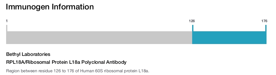 RPL18A/Ribosomal Protein L18a Polyclonal Antibody