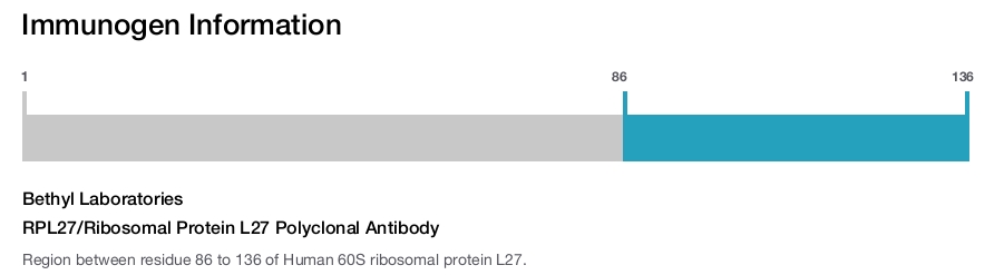 RPL27/Ribosomal Protein L27 Polyclonal Antibody