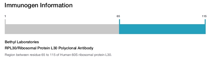 RPL30/Ribosomal Protein L30 Polyclonal Antibody