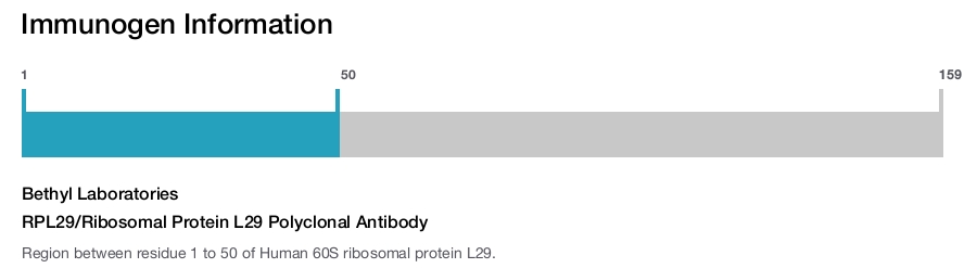 RPL29/Ribosomal Protein L29 Polyclonal Antibody