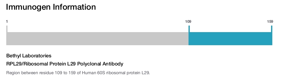 RPL29/Ribosomal Protein L29 Polyclonal Antibody