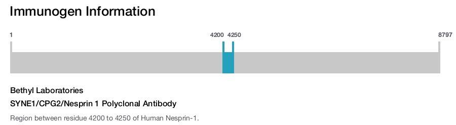 SYNE1/CPG2/Nesprin 1 Polyclonal Antibody