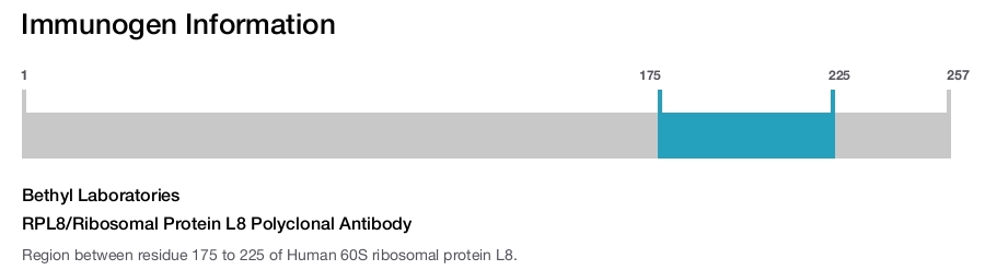 RPL8/Ribosomal Protein L8 Polyclonal Antibody
