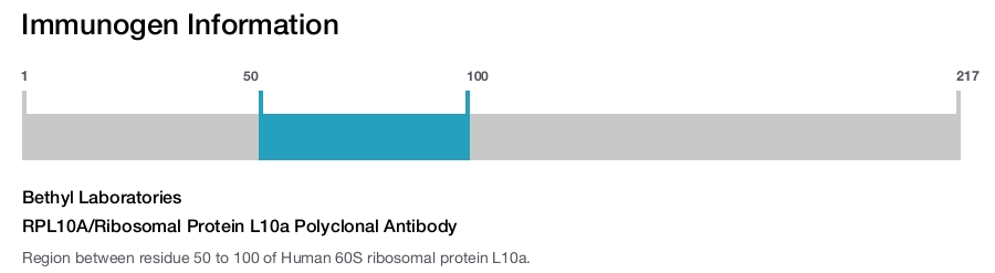 RPL10A/Ribosomal Protein L10a Polyclonal Antibody