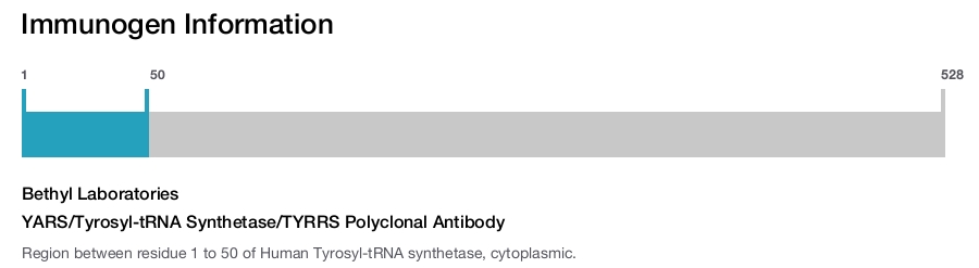 YARS/Tyrosyl-tRNA Synthetase/TYRRS Polyclonal Antibody
