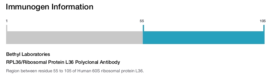 RPL36/Ribosomal Protein L36 Polyclonal Antibody
