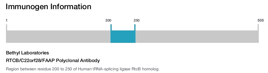 RTCB/C22orf28/FAAP Polyclonal Antibody