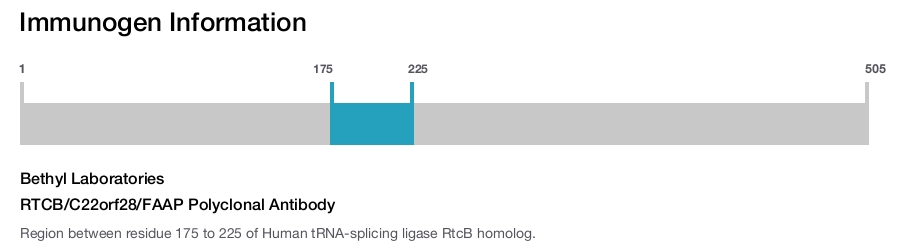 RTCB/C22orf28/FAAP Polyclonal Antibody