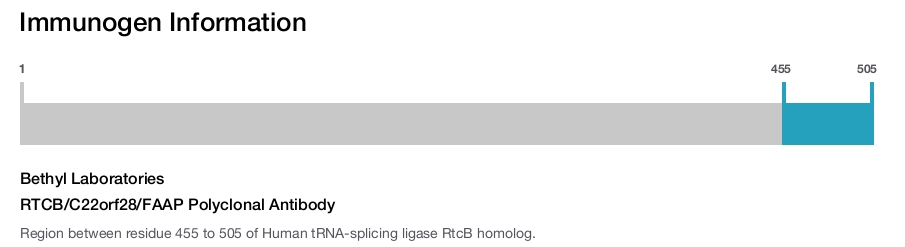 RTCB/C22orf28/FAAP Polyclonal Antibody