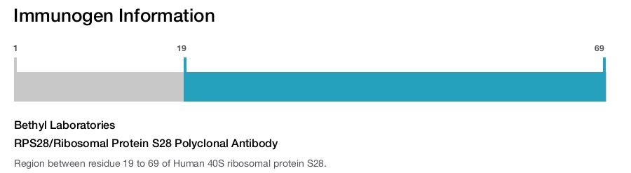 RPS28/Ribosomal Protein S28 Polyclonal Antibody
