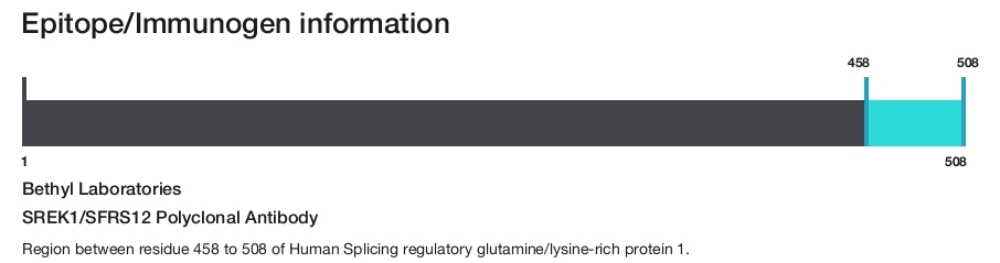 SREK1/SFRS12 Polyclonal Antibody