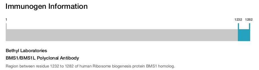 BMS1/BMS1L Polyclonal Antibody