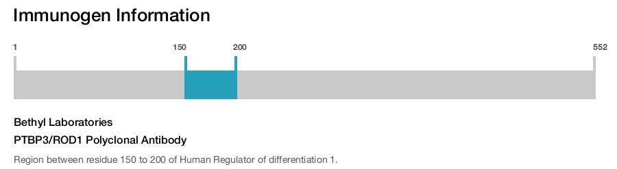 PTBP3/ROD1 Polyclonal Antibody