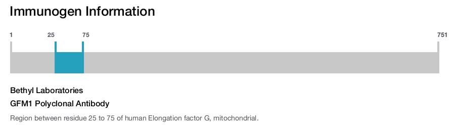 GFM1 Polyclonal Antibody