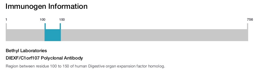 DIEXF/C1orf107 Polyclonal Antibody