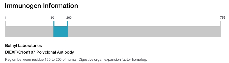 DIEXF/C1orf107 Polyclonal Antibody