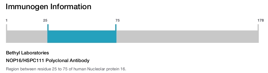 NOP16/HSPC111 Polyclonal Antibody