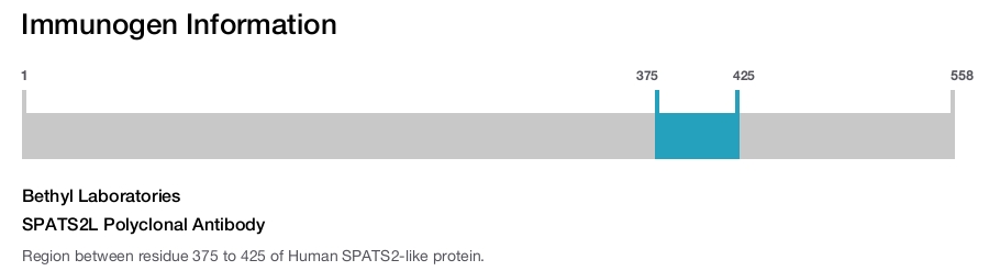 SPATS2L Polyclonal Antibody