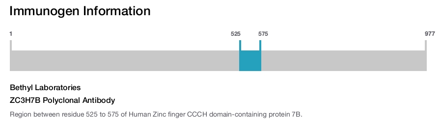 ZC3H7B Polyclonal Antibody