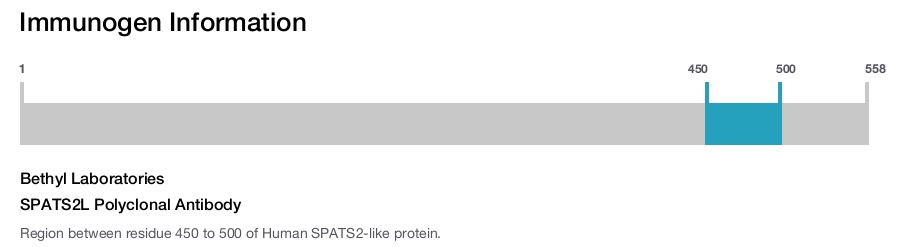SPATS2L Polyclonal Antibody