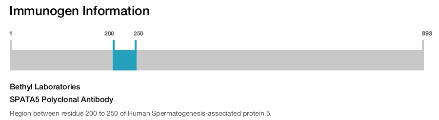 SPATA5 Polyclonal Antibody