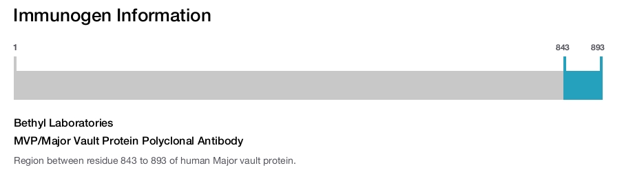 MVP/Major Vault Protein Polyclonal Antibody