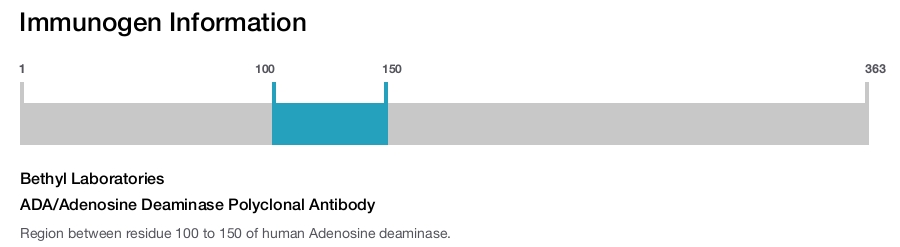 ADA/Adenosine Deaminase Polyclonal Antibody