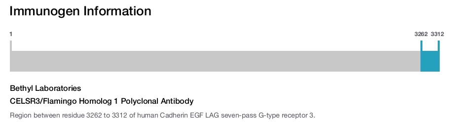 CELSR3/Flamingo Homolog 1 Polyclonal Antibody