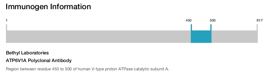 ATP6V1A Polyclonal Antibody