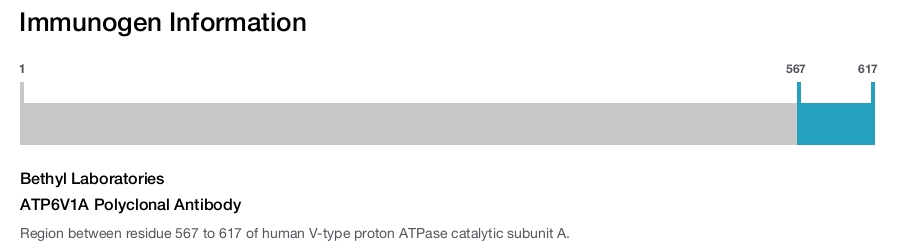 ATP6V1A Polyclonal Antibody