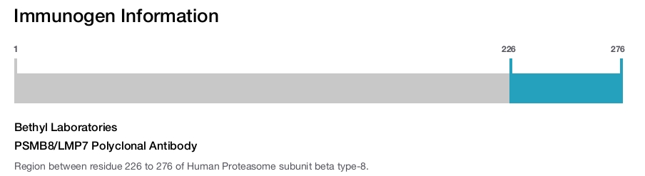 PSMB8/LMP7 Polyclonal Antibody