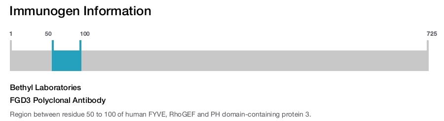 FGD3 Polyclonal Antibody