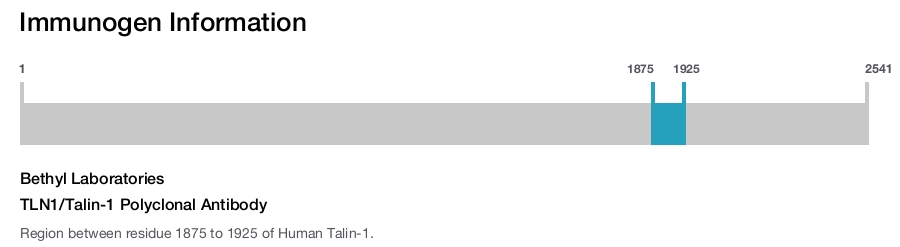 TLN1/Talin-1 Polyclonal Antibody