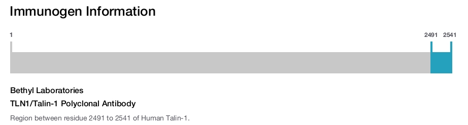 TLN1/Talin-1 Polyclonal Antibody