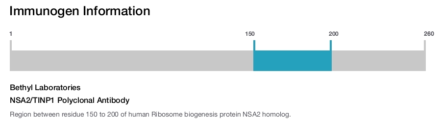 NSA2/TINP1 Polyclonal Antibody