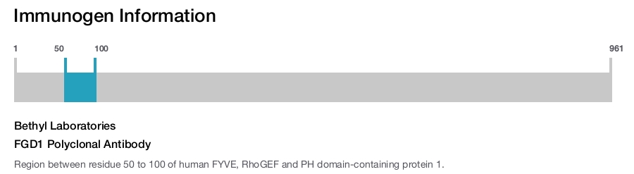 FGD1 Polyclonal Antibody