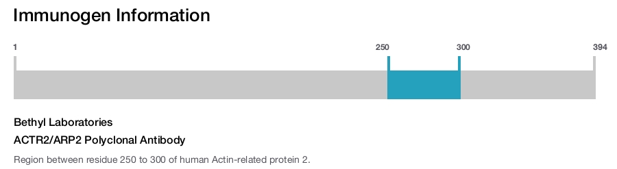 ACTR2/ARP2 Polyclonal Antibody