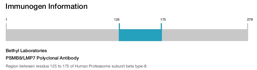 PSMB8/LMP7 Polyclonal Antibody